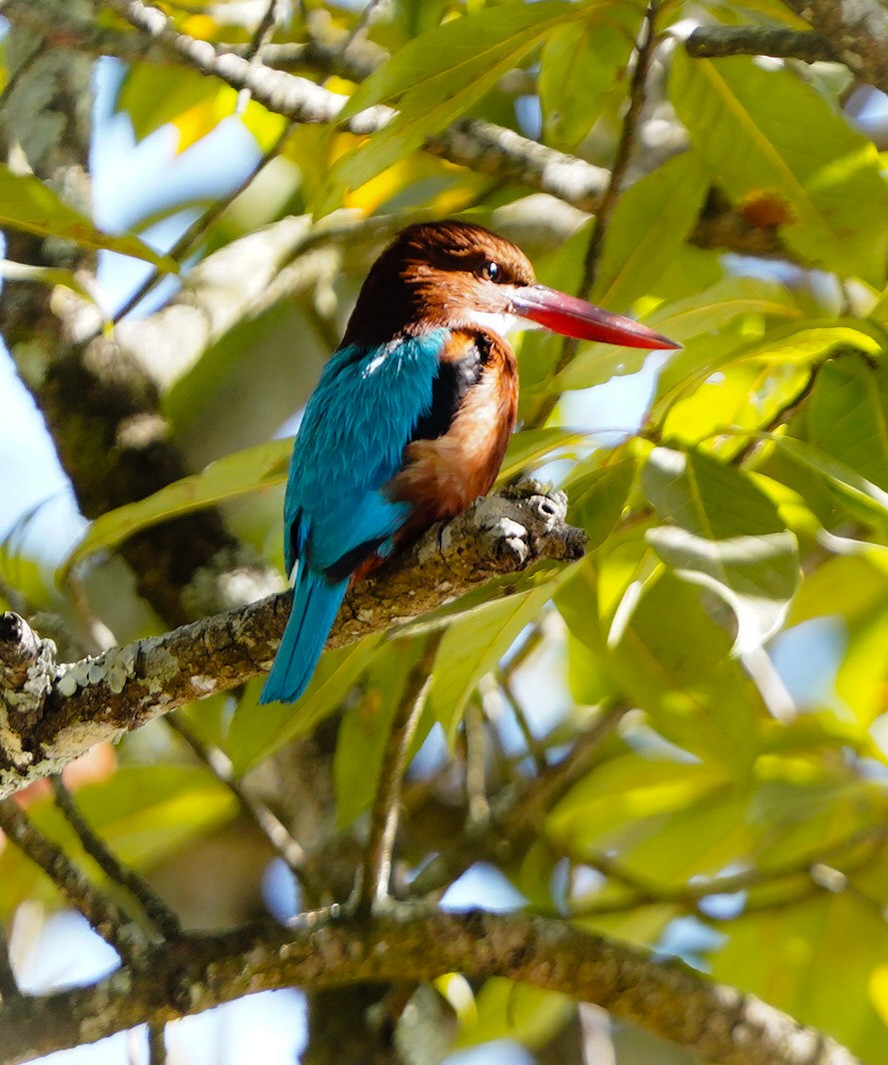 White-throated Kingfisher - ML425102391