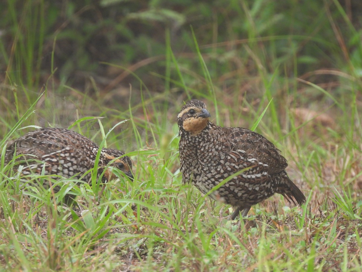 Black-throated Bobwhite - ML425102481