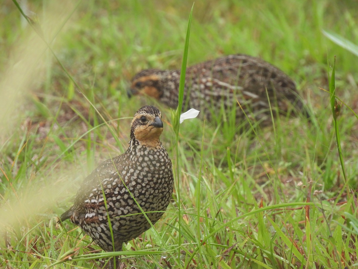 Black-throated Bobwhite - ML425102501