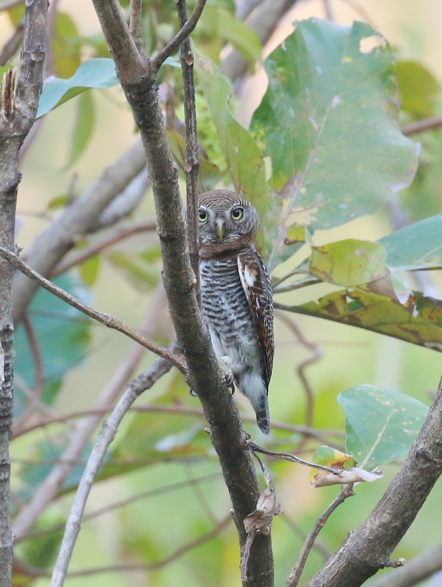 Jungle Owlet - shino jacob koottanad