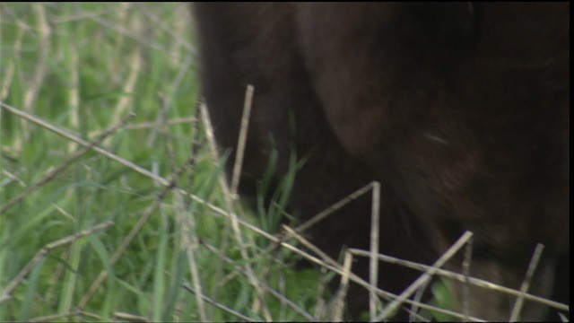 American Black Bear - ML425104