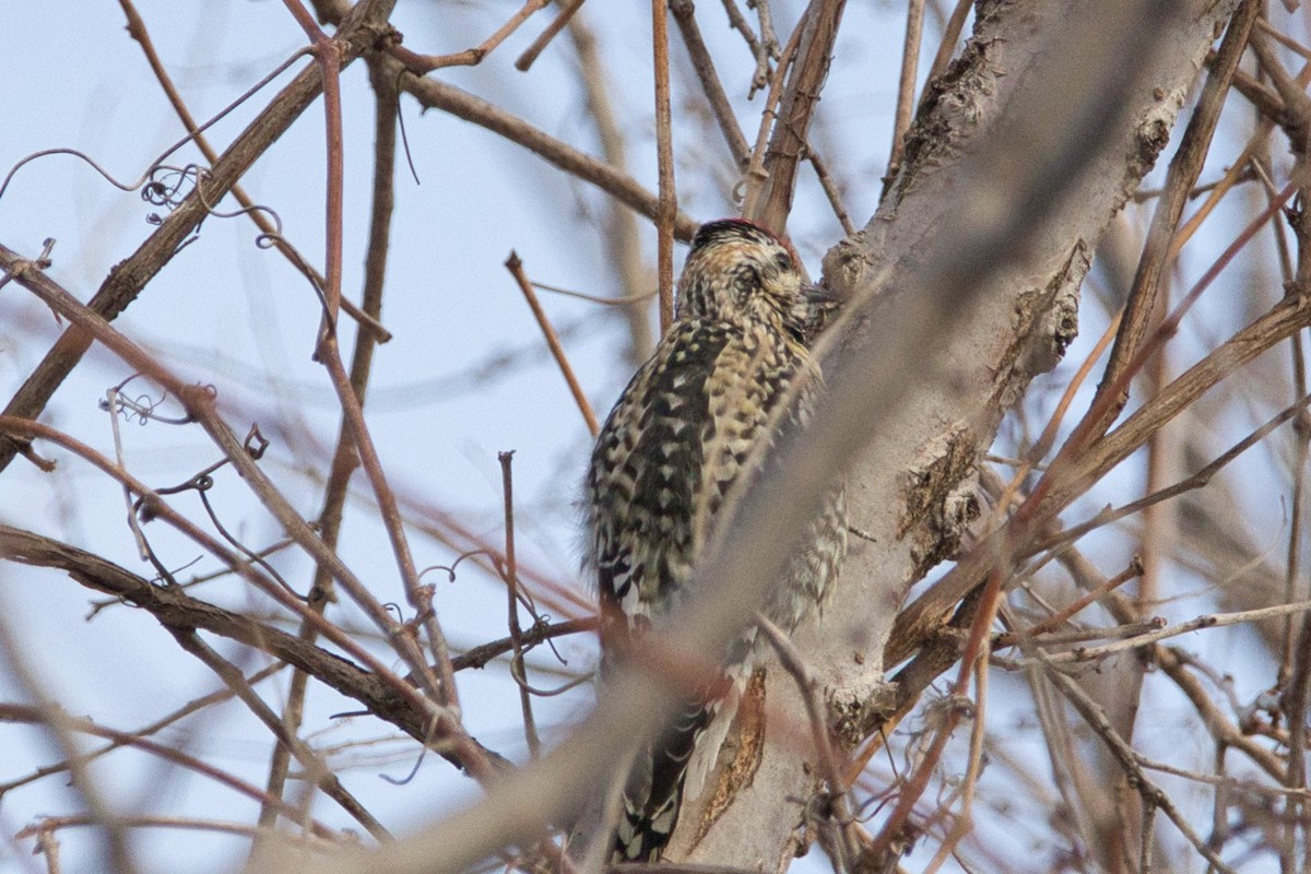 Yellow-bellied Sapsucker - ML425104211