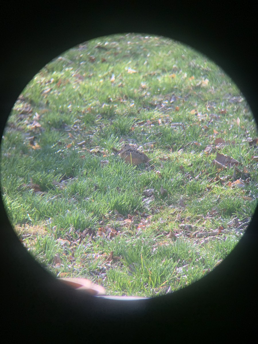 American Woodcock - ML425104621
