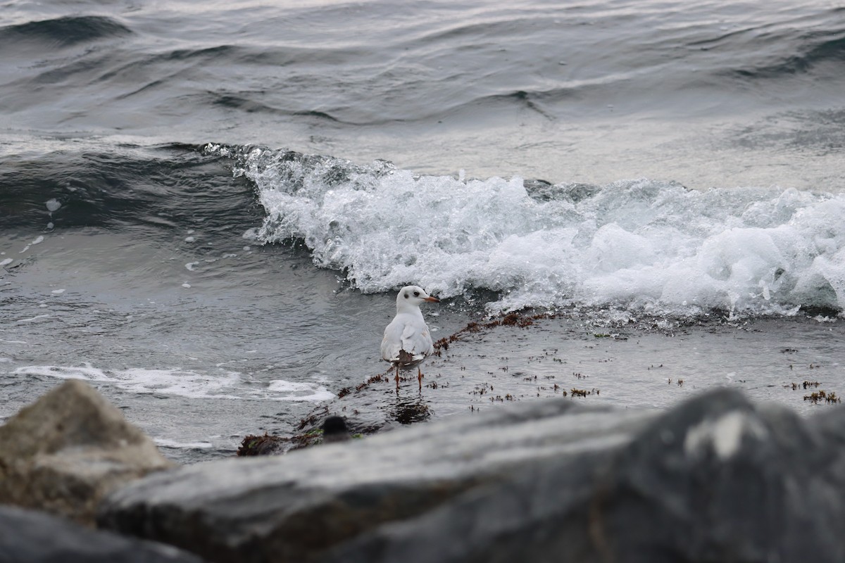 Black-headed Gull - ML425105451