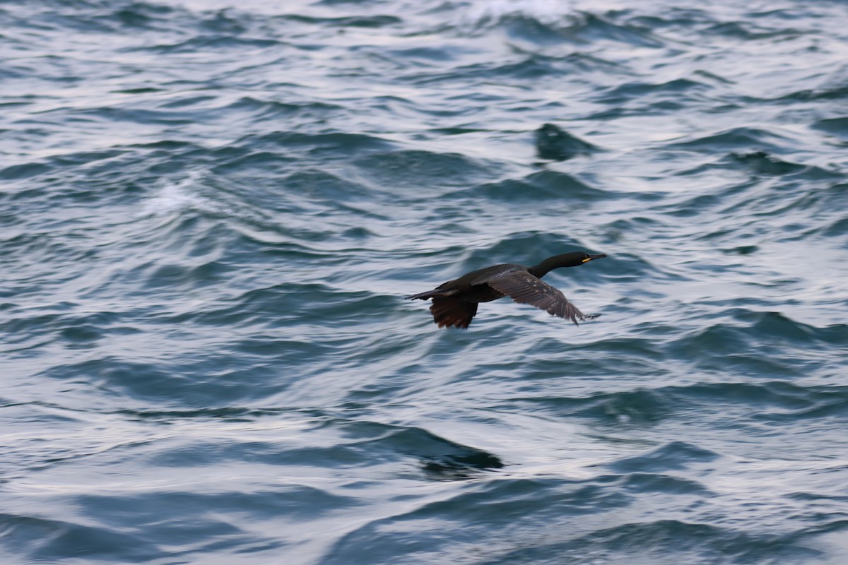 European Shag - ML425105831