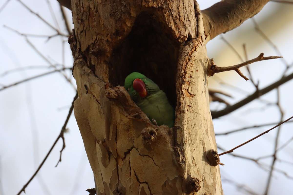 Alexandrine Parakeet - ML425105861