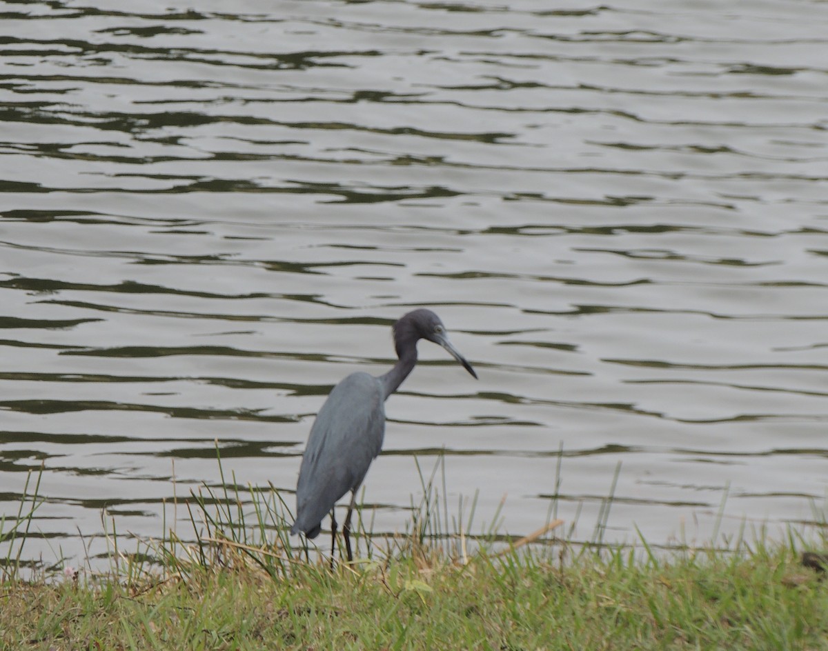 Little Blue Heron - Jean Hampson