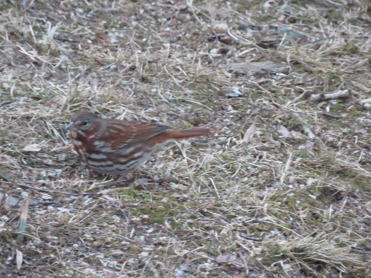 Fox Sparrow - ML425107271