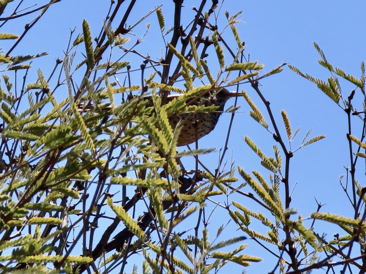 Hermit Thrush - ML425108151