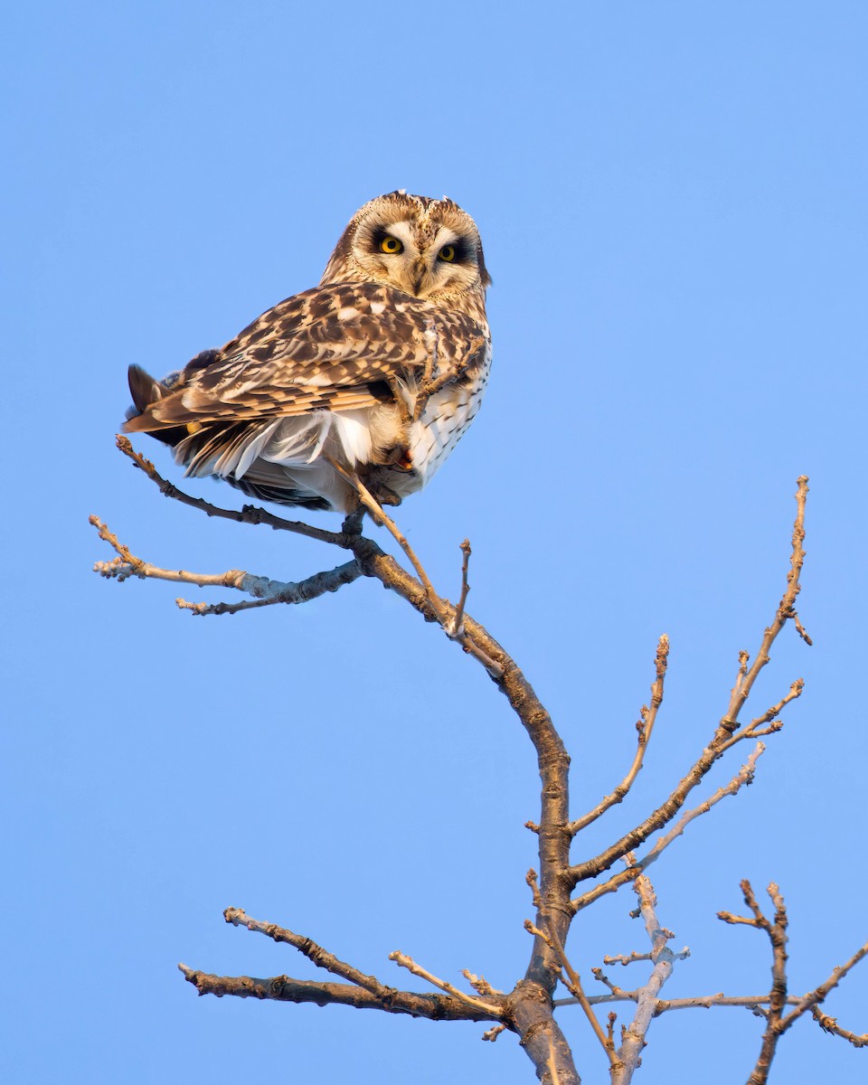 Hibou des marais - ML425109481