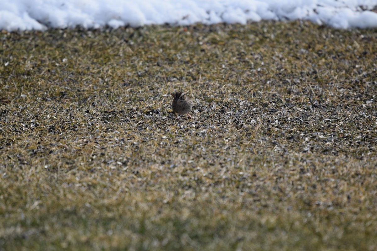 Swamp Sparrow - ML425109631
