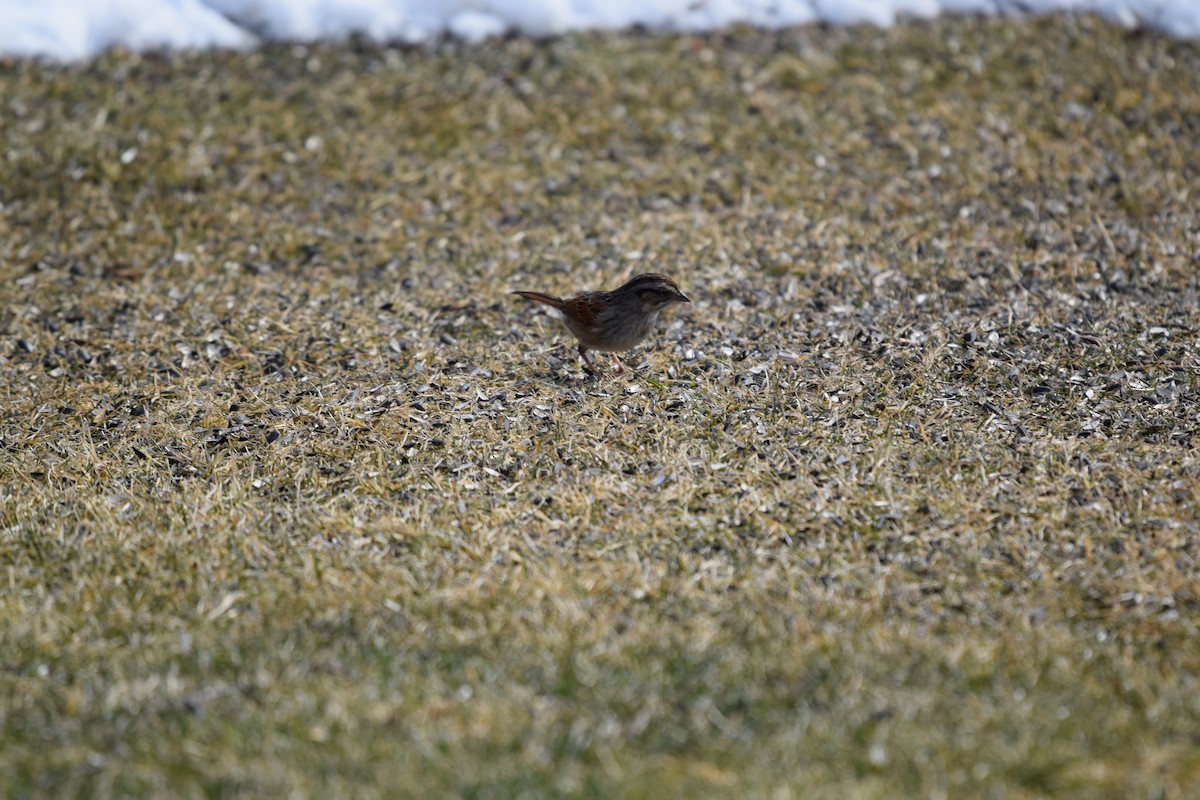 Swamp Sparrow - ML425109661