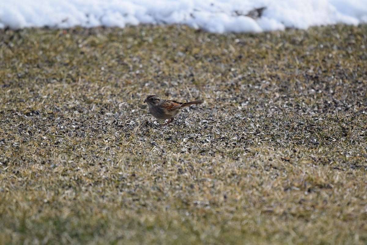 Swamp Sparrow - ML425109701