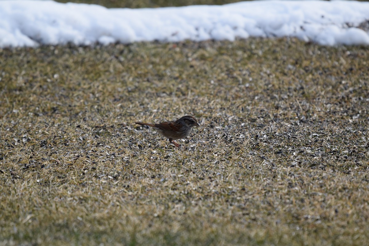 Swamp Sparrow - ML425109721