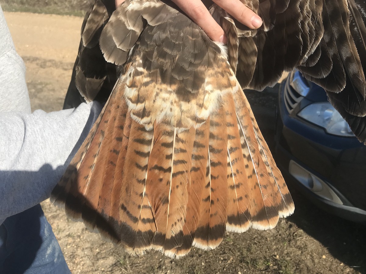 Red-tailed Hawk (abieticola) - ML425110051