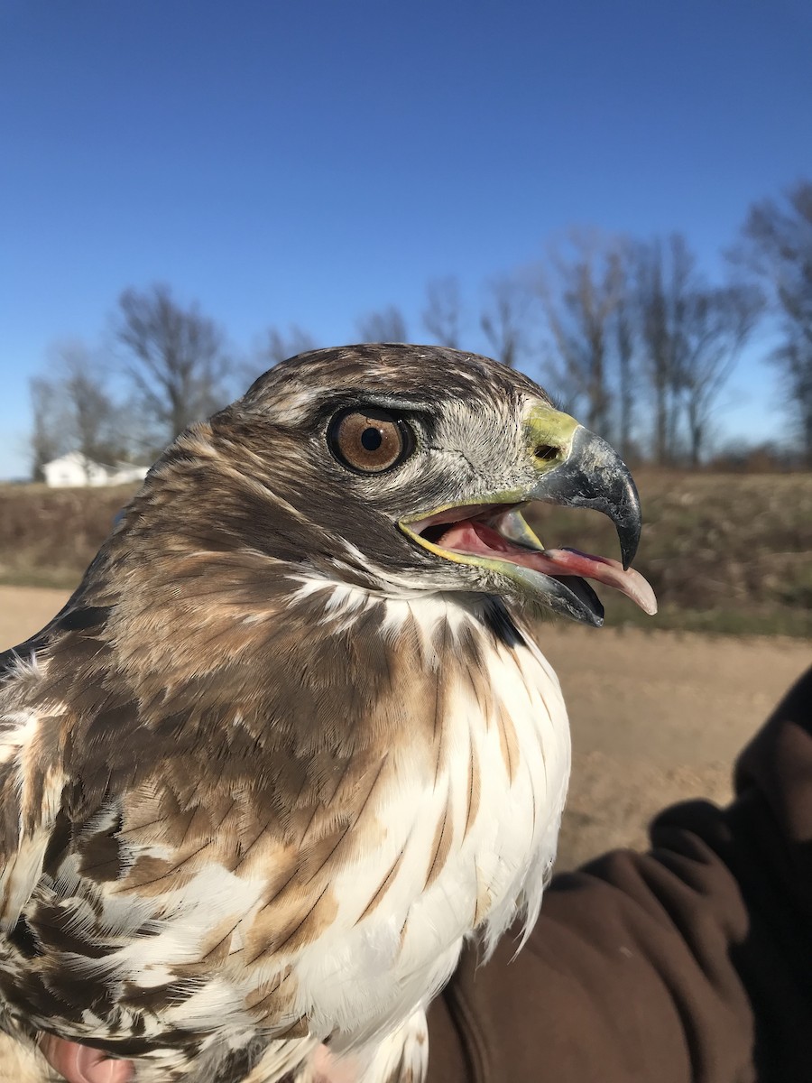 Red-tailed Hawk (abieticola) - ML425110071