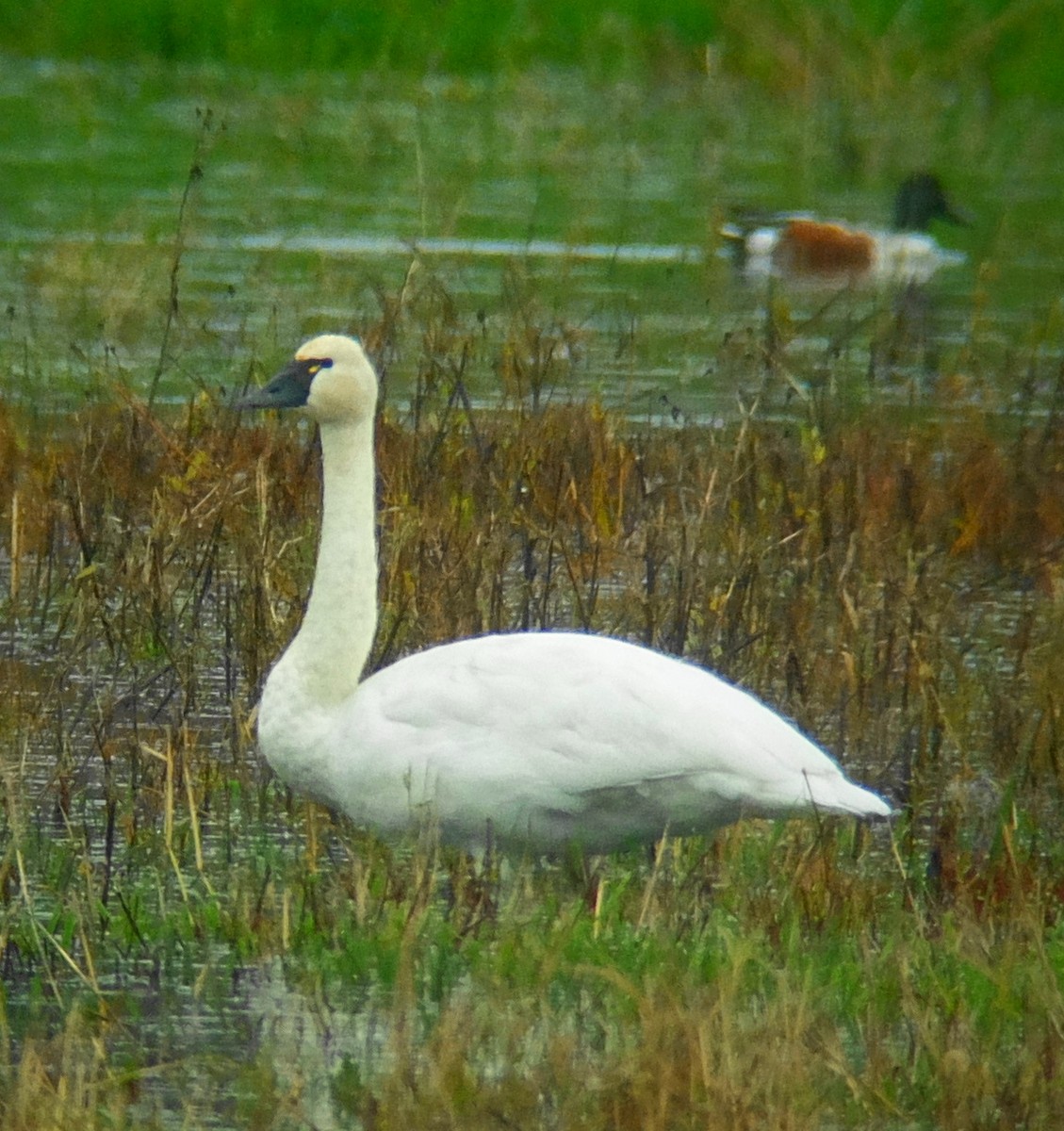 Tundra Swan - Richard Smethurst