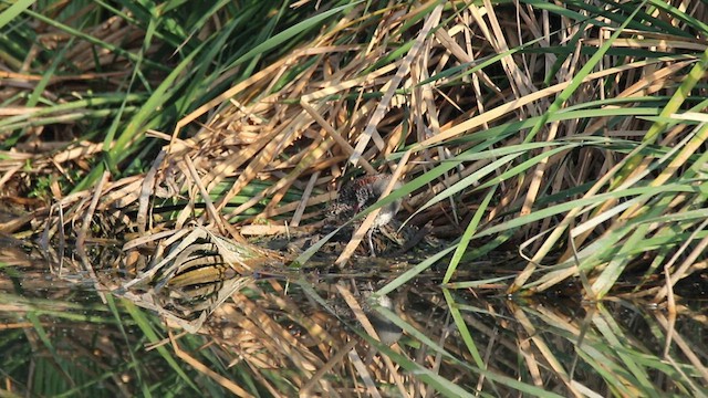 Slaty-breasted Rail - ML425111221