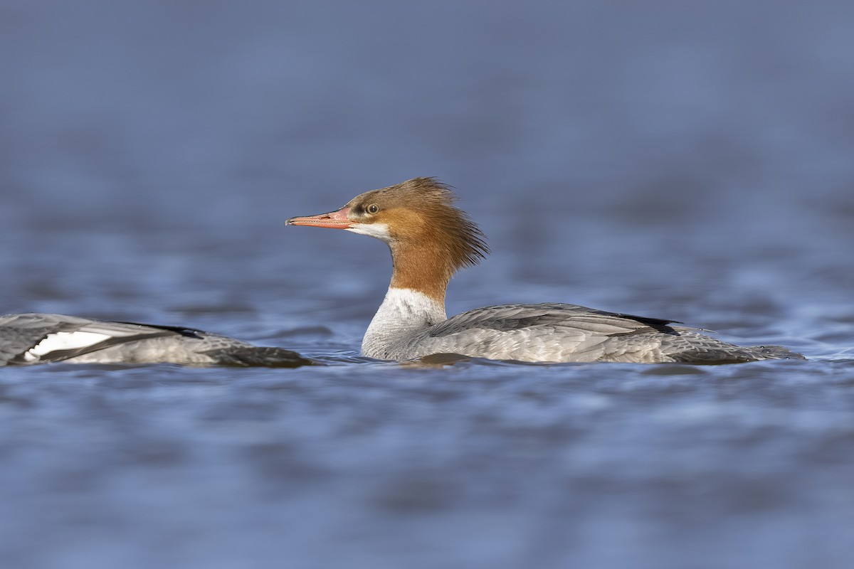 Common Merganser - ML425112641