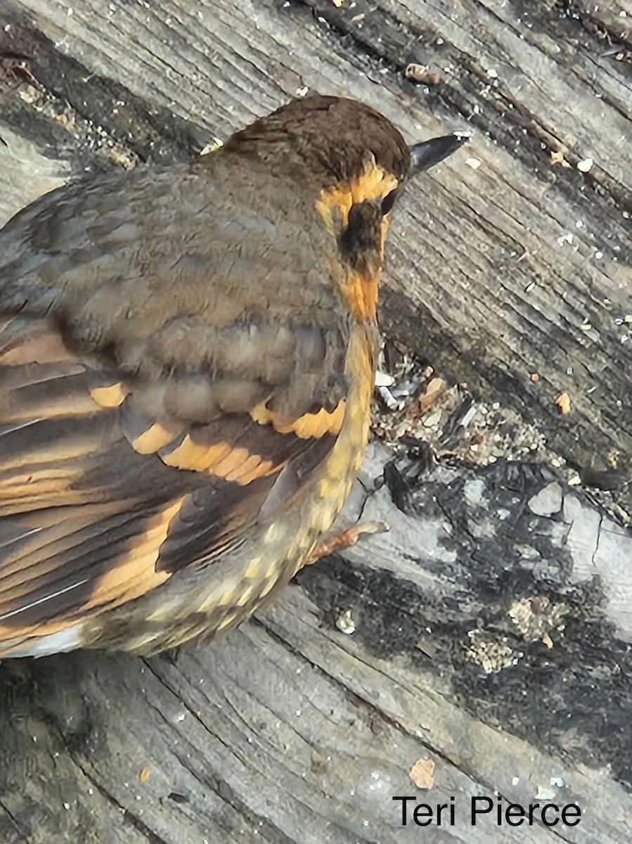 Varied Thrush - ML425115151