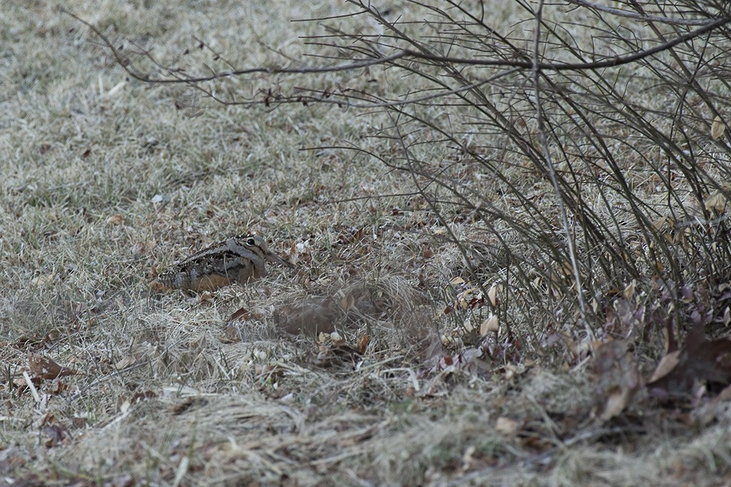 American Woodcock - ML425115231