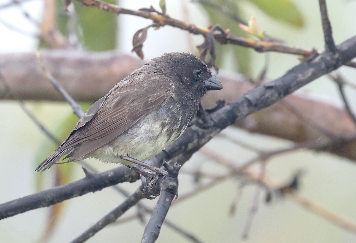 ML425115711 - Large Tree-Finch - Macaulay Library