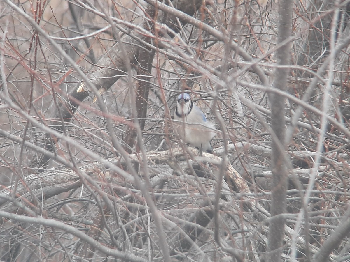 Blue Jay - ML425117031