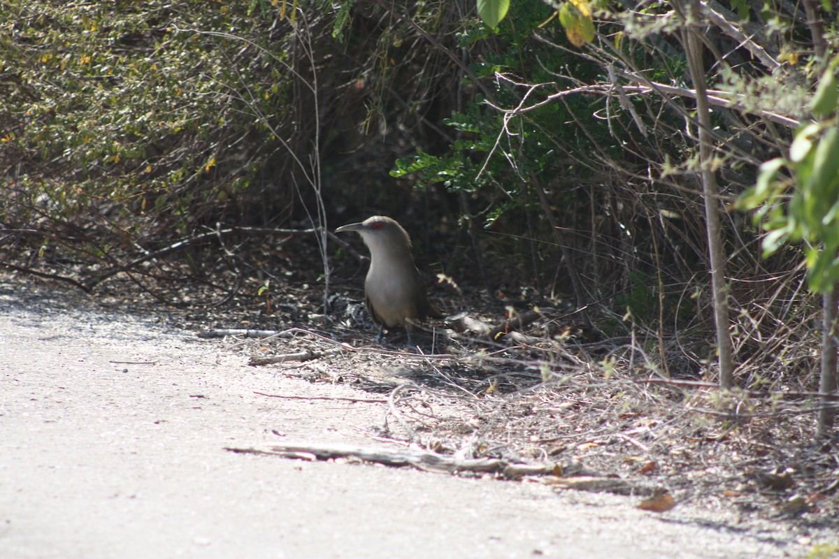 Great Lizard-Cuckoo - ML425117321