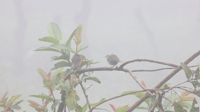 Galapagos Ateş Renkli Sinekkapanı (nanus) - ML425119131