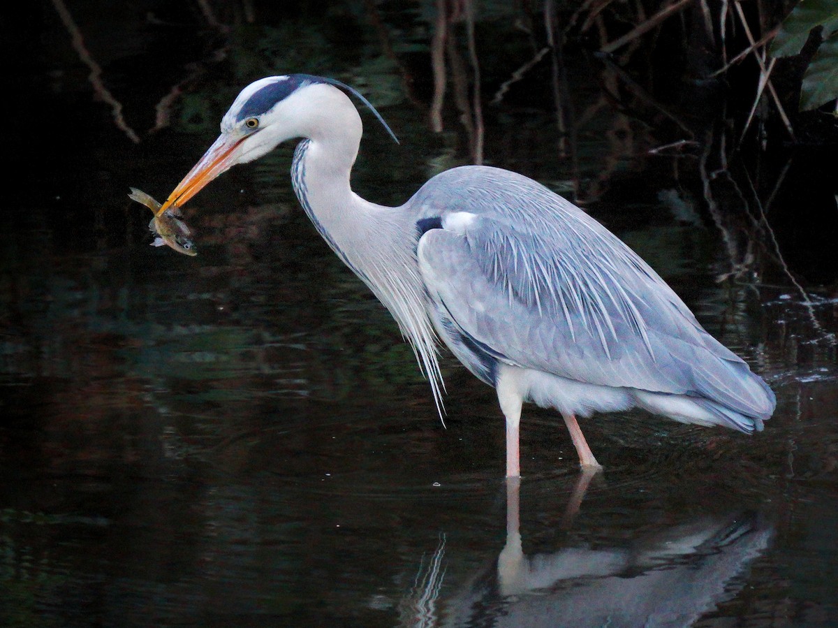 Gray Heron - Lenny Xu