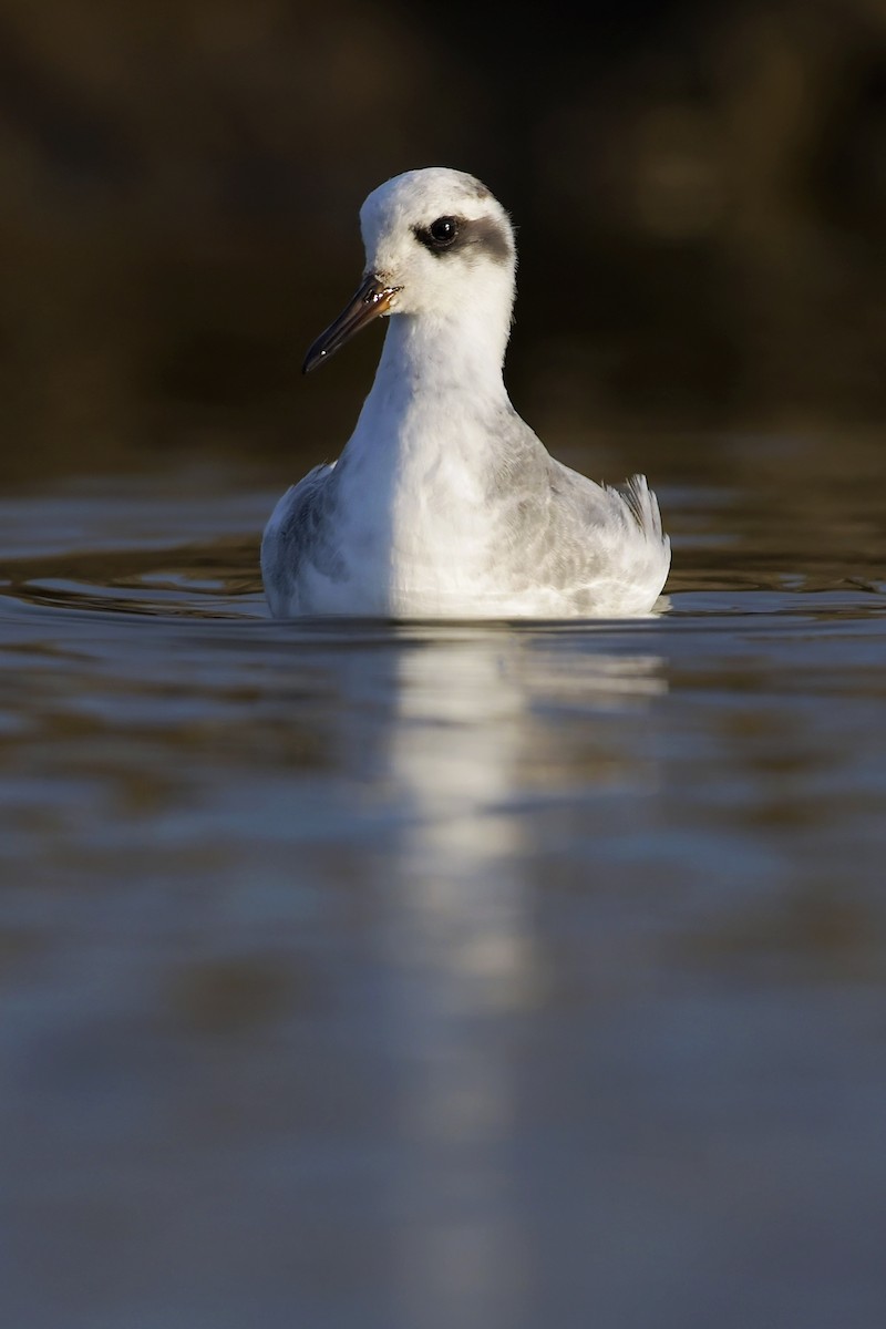 Red Phalarope - ML425121561