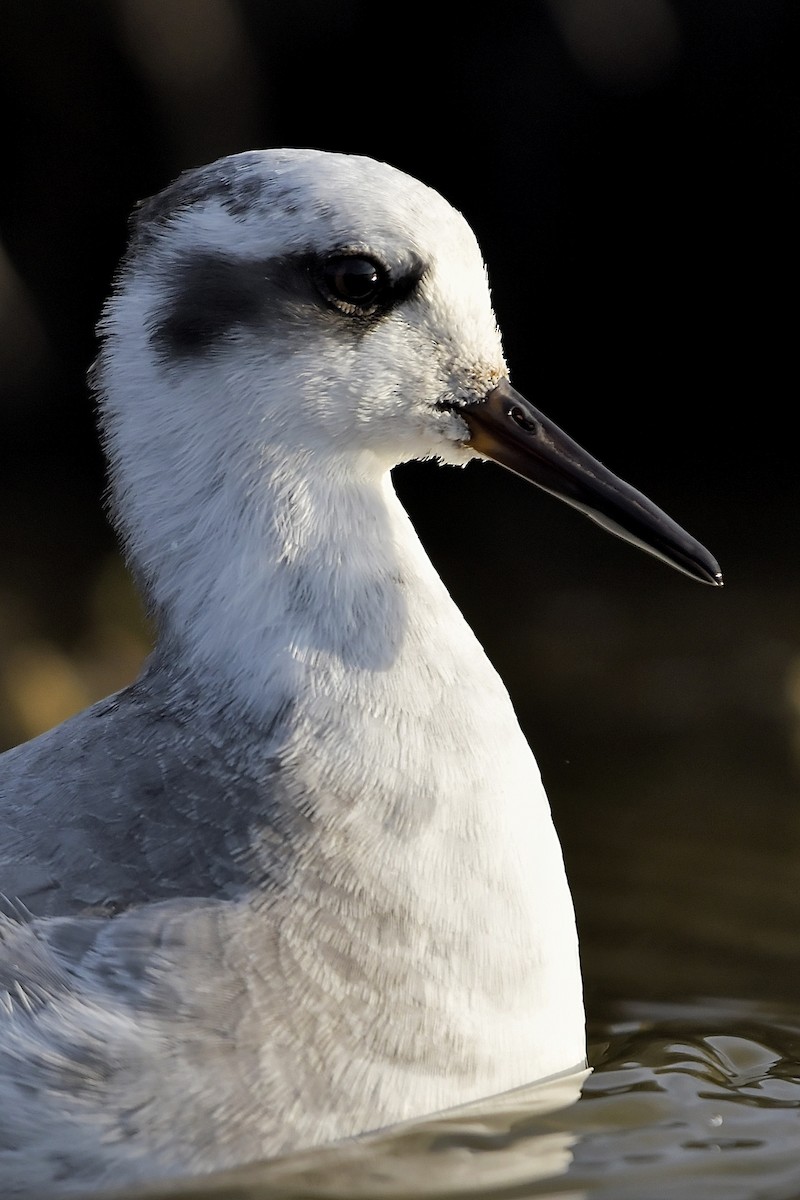 Red Phalarope - ML425121581