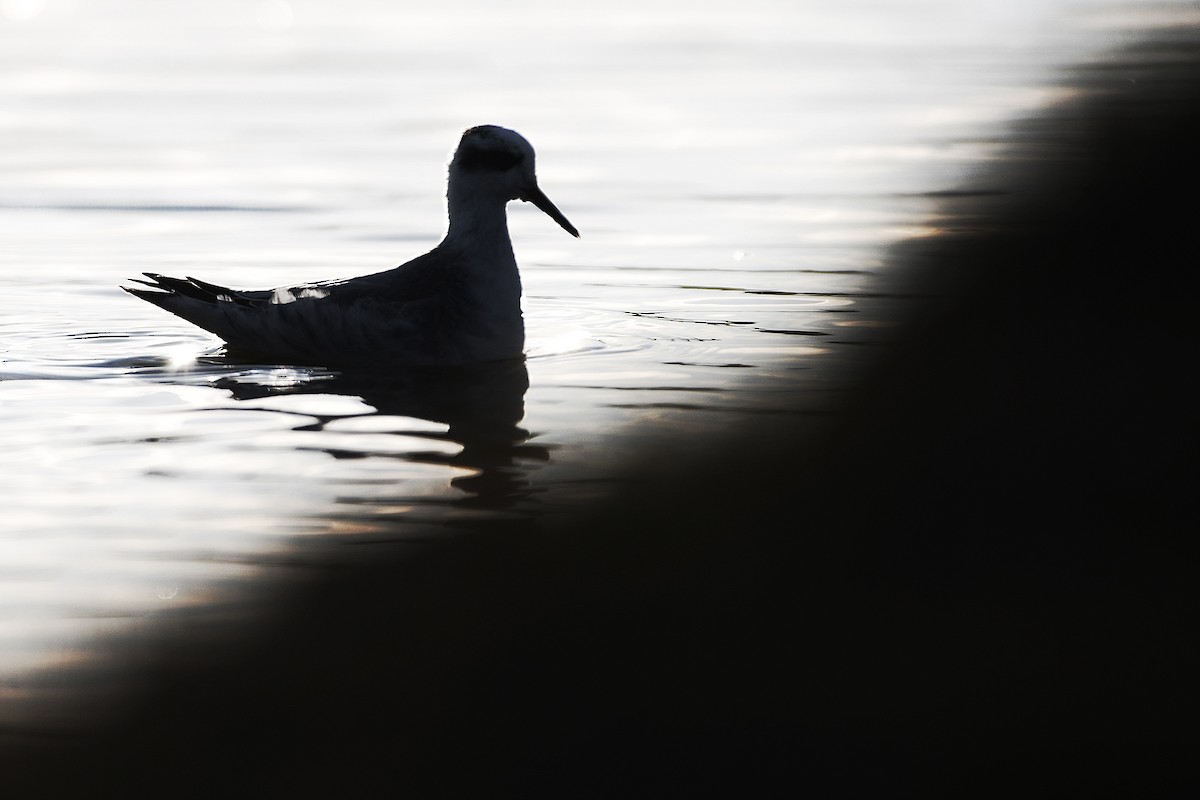 Red Phalarope - ML425121621