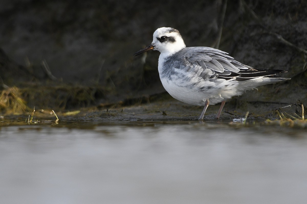 Red Phalarope - ML425121681