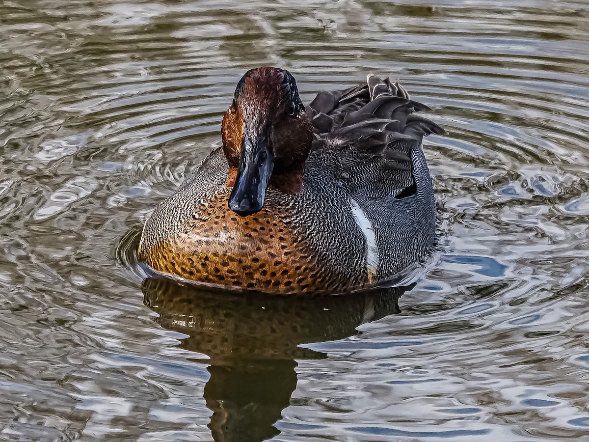 Green-winged Teal - Dwayne Litteer