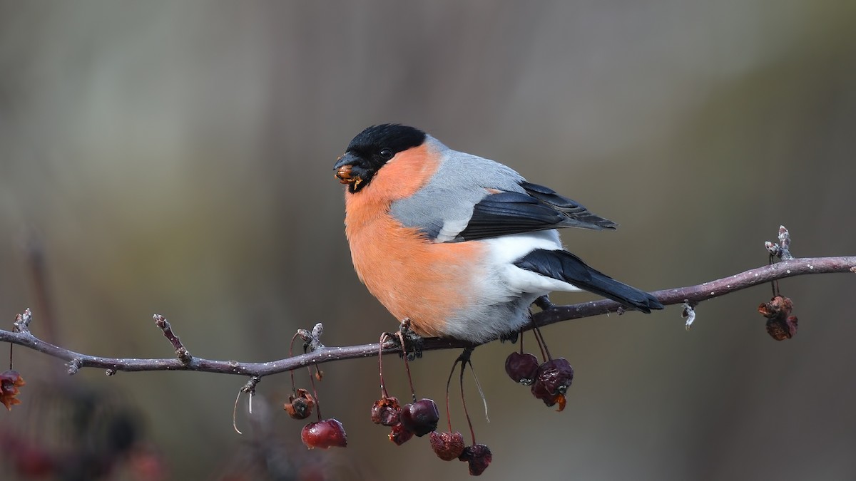 Eurasian Bullfinch - Kuzey Cem Kulaçoğlu