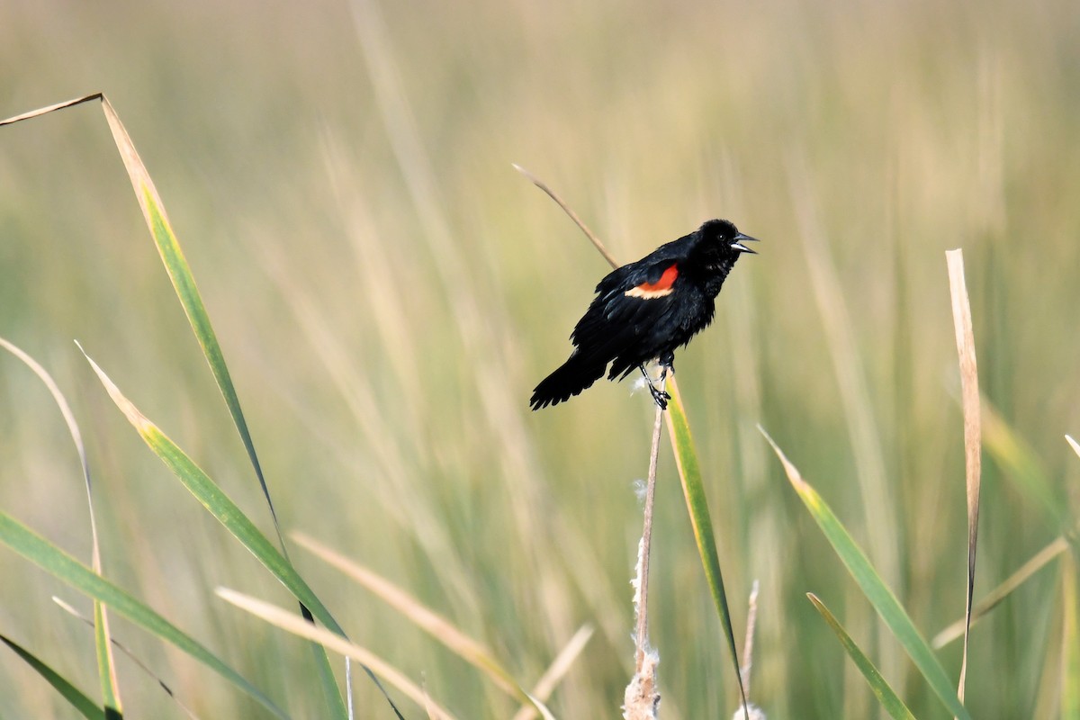 Red-winged Blackbird - ML425124321