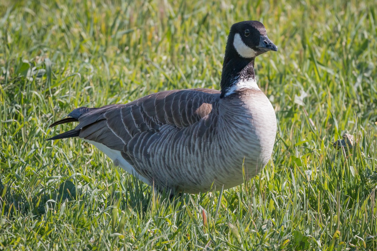 Cackling Goose - Hope Huntington