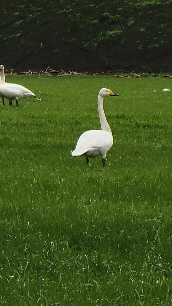 Whooper Swan - ML425130891