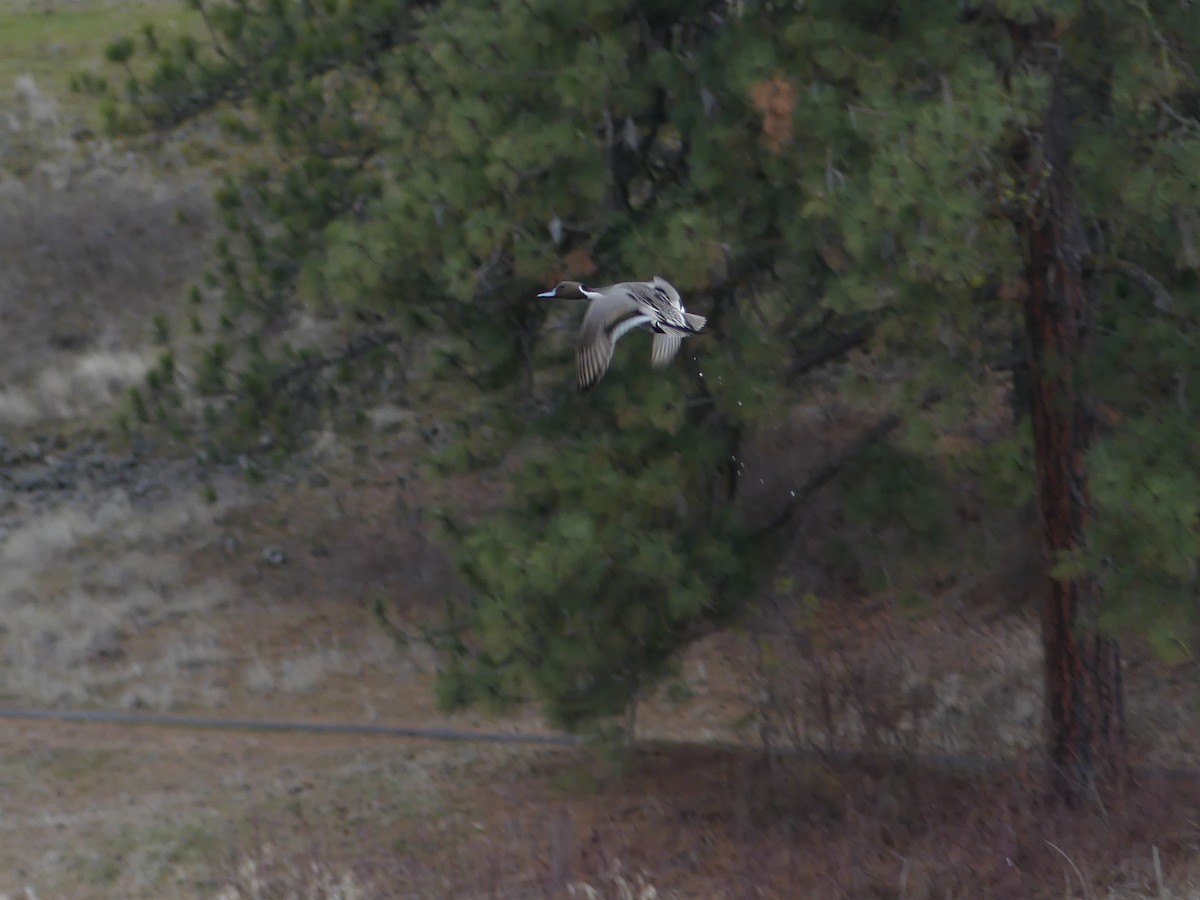 Northern Pintail - Forrest Corcoran