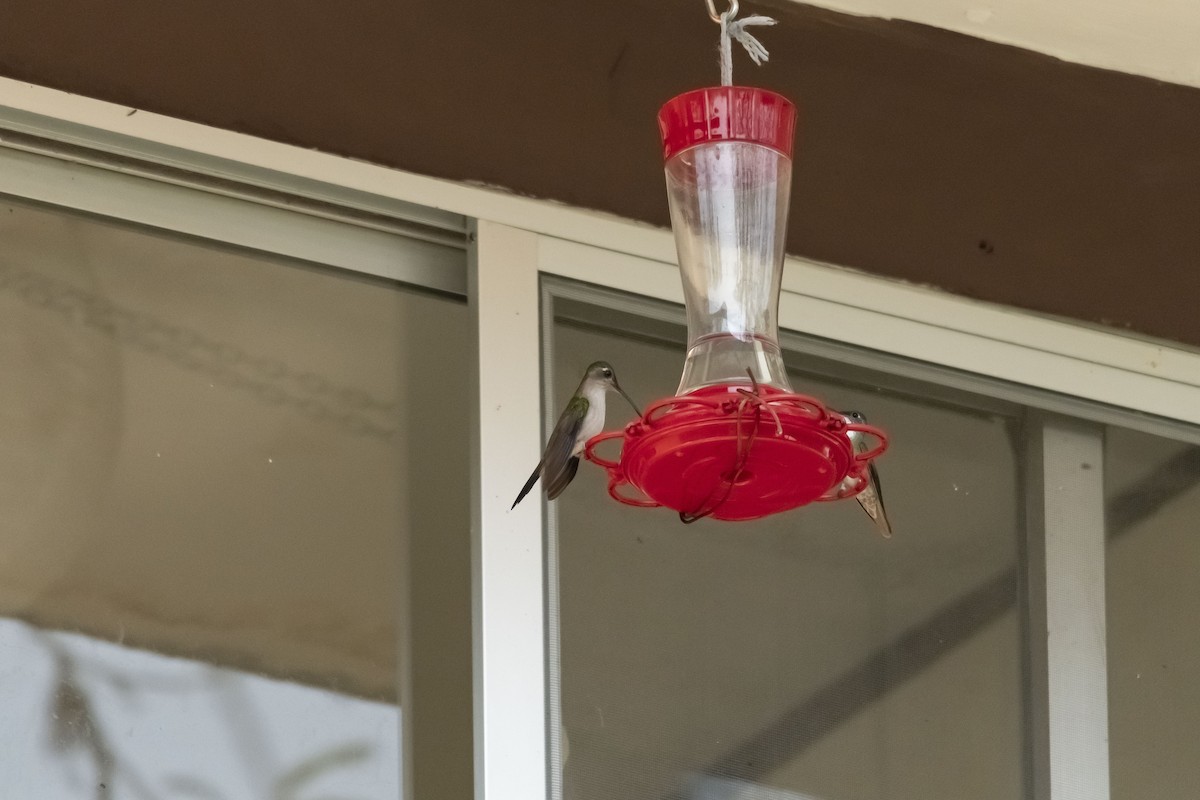 kolibřík klínoocasý (ssp. curvipennis) - ML425134531