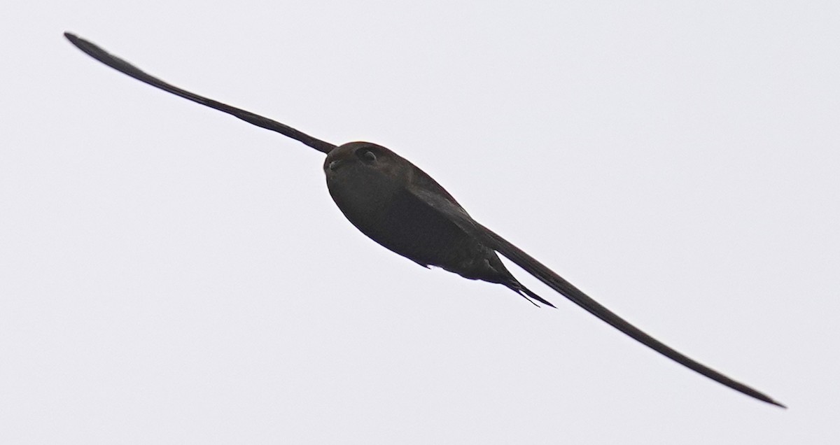 Plain Swift - Paulo Belo