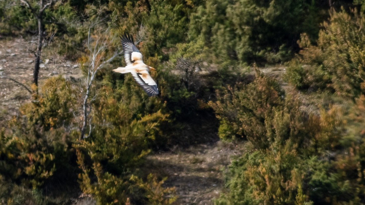 Egyptian Vulture - ML425136421
