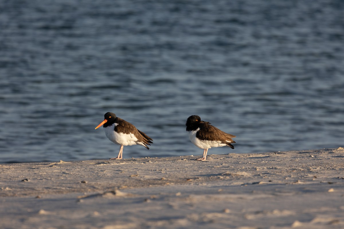 American Oystercatcher - Heather Russell