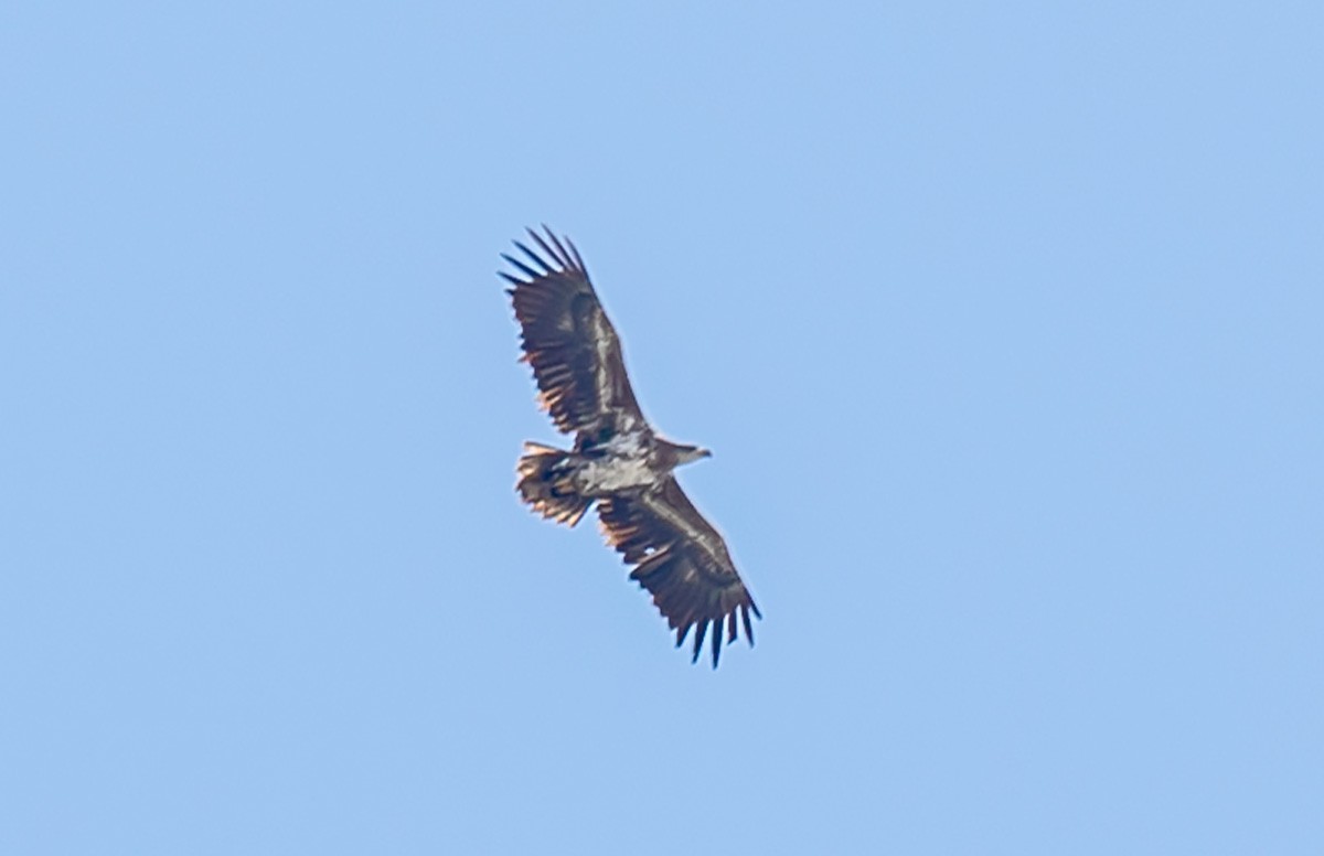White-tailed Eagle - ML425142271