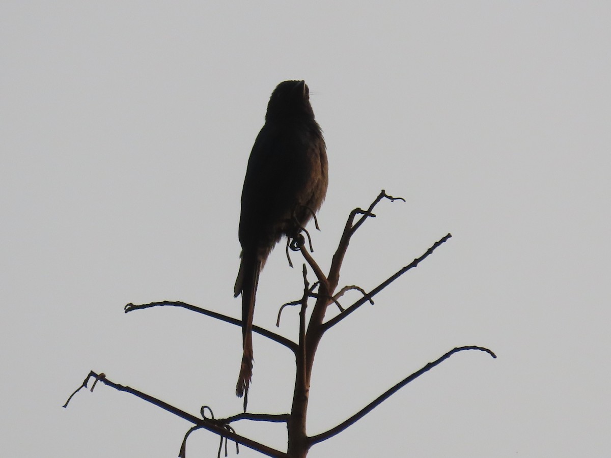 drongo kouřový - ML425142401