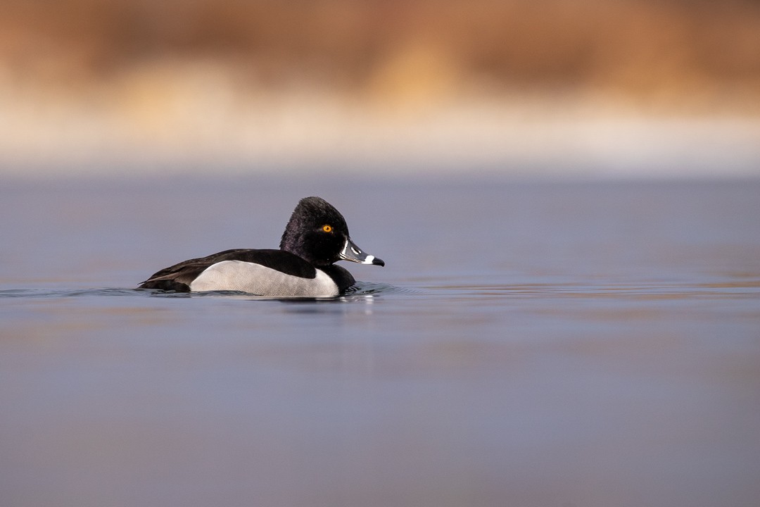 Ring-necked Duck - Rain Saulnier