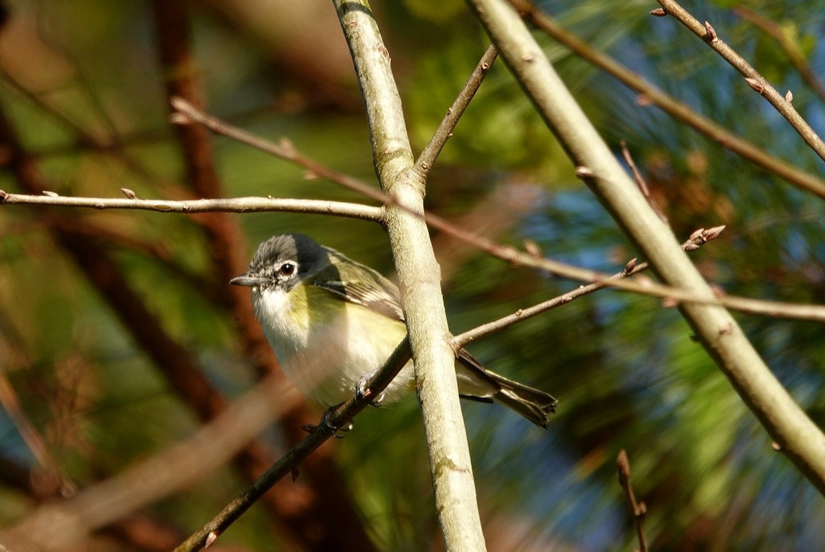 Graukopfvireo - ML425142991