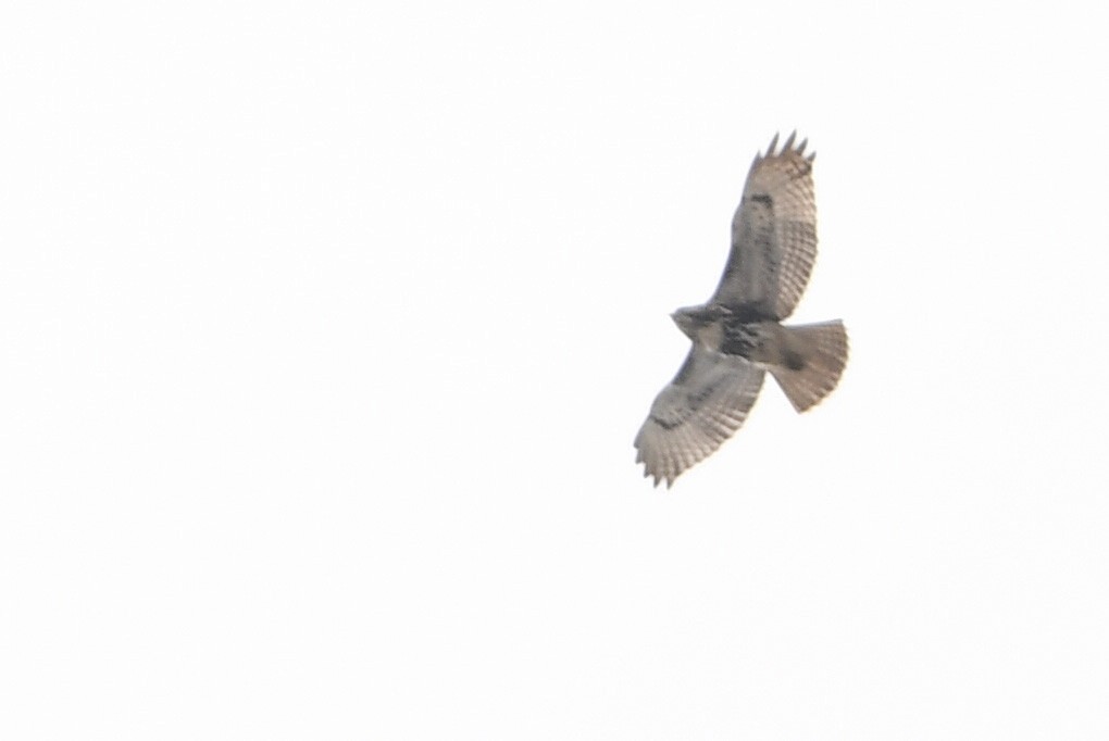 Red-tailed Hawk - Manny Salas