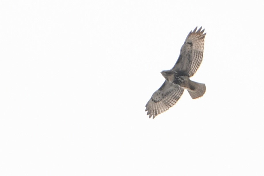 Red-tailed Hawk - ML425143141